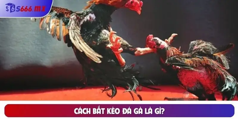 Cách bắt kèo đá gà là gì?