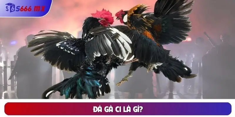 Đá gà C1 là gì?