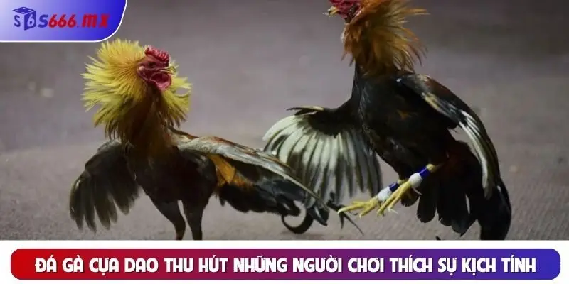 Đá gà cựa dao thu hút những người chơi thích sự kịch tính