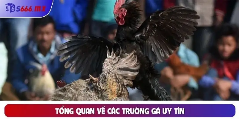 Tổng quan về các trường gà uy tín