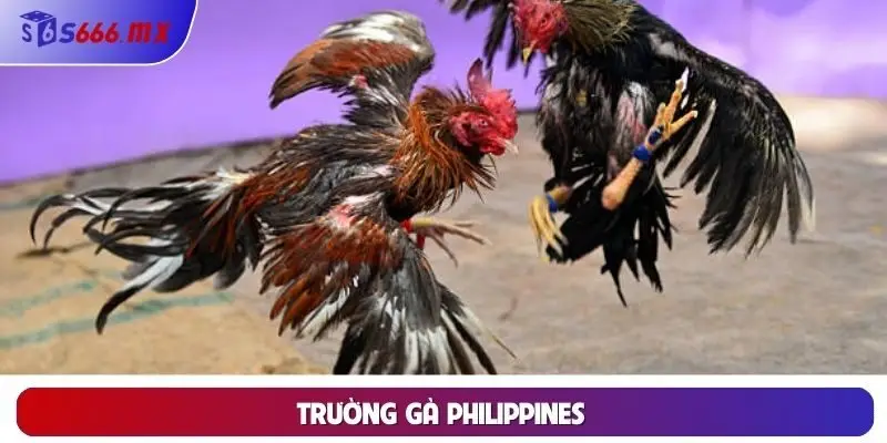 Trường gà Philippines 